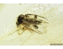 Black fly, Simuliidae. Fossil insect in Baltic amber #7122