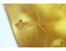 Snipe Fly, Rhagionidae, Moss, Spider and More. Fossil insects in Baltic amber #7123