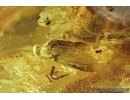 Snipe Fly, Rhagionidae, Moss, Spider and More. Fossil insects in Baltic amber #7123