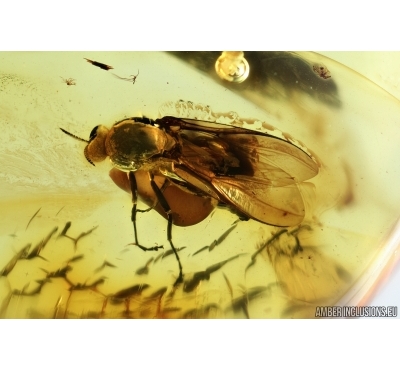 Black fly, ?Simuliidae. Fossil insect in BALTIC AMBER #7124
