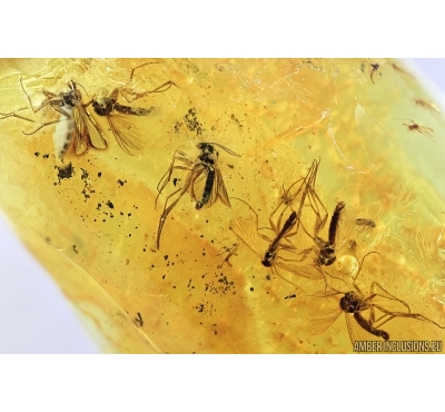 Fungus Gnats Mycetophilidae and More. Fossil insects in Baltic amber #7126