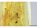Rare Crane fly, Limoniidae, Polymera. Fossil insect in Baltic amber #7127