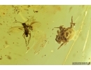 Spider Araneae and Sciaridae Dark-Winged fungus gnat. Fossil inclusions in Baltic amber #7129