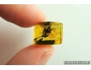 Spider, Araneae. Fossil inclusion in Baltic amber stone #7130
