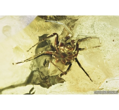 Spider, Araneae. Fossil inclusion in Baltic amber stone #7130