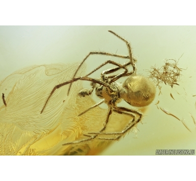 Spider, Araneae. Fossil inclusion in Baltic amber stone #7131