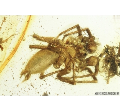 Spider, Araneae. Fossil inclusion in Baltic amber stone #7132
