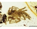 Spider, Araneae. Fossil inclusion in Baltic amber stone #7132