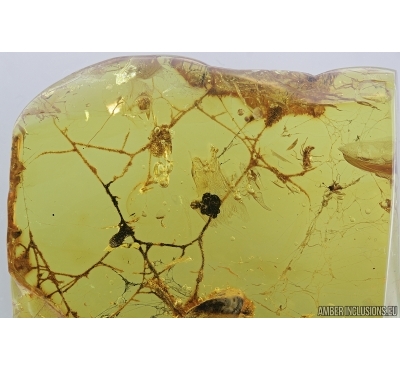 Cicada in  Spider Web and More. Fossil inclusions in Baltic amber #7133