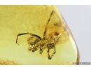 Spider, Araneae. Fossil inclusion in Baltic amber stone #7136