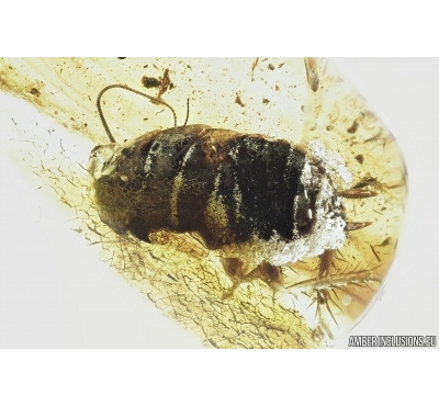 Big 10mm Cockroach, Blattaria. Fossil insect in Baltic amber #7142