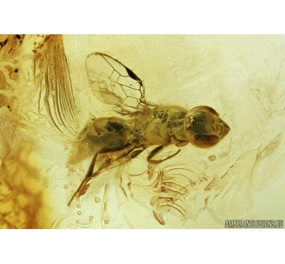 Nice Wasp, Hymenoptera. Fossil inclusion in Baltic amber #7145