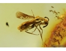 Nice Wasp, Hymenoptera. Fossil inclusion in Baltic amber #7146