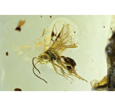 Nice Wasp, Hymenoptera. Fossil inclusion in Baltic amber #7147