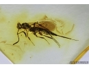 Nice Wasp, Hymenoptera. Fossil inclusion in Baltic amber #7148