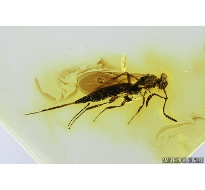 Nice Wasp, Hymenoptera. Fossil inclusion in Baltic amber #7148