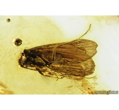 Caddisfly, Trichoptera. Fossil insect in Baltic amber #7149