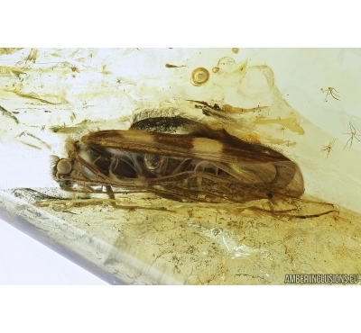 Very nice Caddisfly, Trichoptera. Fossil insect in Baltic amber #7150