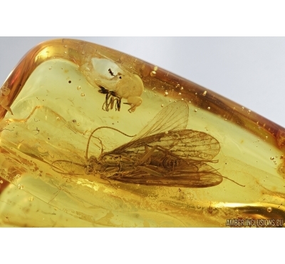 Caddisfly Trichoptera and Black fly Simuliidae. Fossil insects in Baltic amber #7151