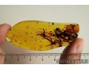 Big 37mm! Lichen. Fossil inclusion in Baltic amber #7155