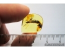 Nice Leaf 16mm. Fossil inclusion in Baltic amber #7158