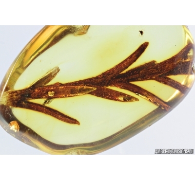 Nice Plant. Fossil inclusion in Baltic amber #7160