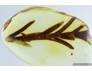 Nice Plant. Fossil inclusion in Baltic amber #7160