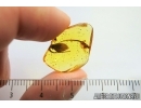 Nice Big Flower. Fossil inclusion in Baltic amber #7161