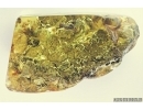 Extremely Rare Plant: Fungus or Lichen, probably Rhizocarpon. Fossil inclusion in Baltic amber #7163