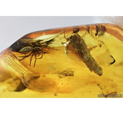 Lepidoptera, Caterpillar in case and Spider. Fossil inclusions in Baltic amber #7164