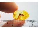 Lepidoptera, Moth. Fossil insect in Baltic amber #7167