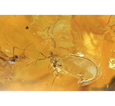 Coccid Matsucoccus, Gnats and Ants. Fossil insects in Baltic amber #7170