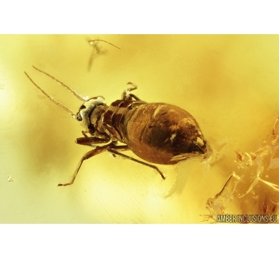 Rare Psocid Psocoptera and Click beetle, Elateroidea. Fossil insects in Baltic amber #7179