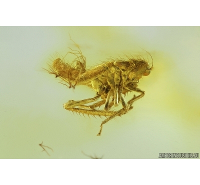 Planthopper, Cicada with Mite. Fossil inclusions in Baltic amber #7181