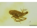 Planthopper, Cicada with Mite. Fossil inclusions in Baltic amber #7181