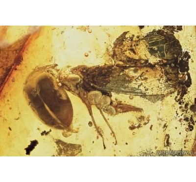 PLANTHOPPER, CICADA and BEETLE. Fossil inclusions in Baltic amber #7182