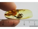 Planthopper, Cicada. Fossil inclusion in Baltic amber #7183
