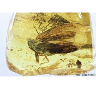 Planthopper, Cicada. Fossil inclusion in Baltic amber #7184
