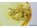 Big Planthopper, Cicada. Fossil inclusion in Baltic amber #7185
