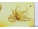 Spider Beetle, Ptinidae and Mite, Acari. Fossil inclusions in Baltic amber #7193