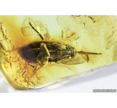 Weevil Beetle, Curculionidae. Fossil insect in Baltic amber #7201