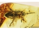 Weevil Beetle, Curculionidae. Fossil insect in Baltic amber #7201