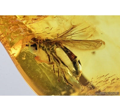 Hover Fly, Syrphidae. Fossil insect in Baltic amber #7219
