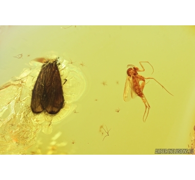 Caddisfly, Trichoptera and Fungus gnat, Mycetophilidae with eggs. Fossil insects in Baltic amber #7221
