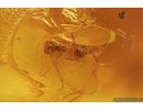 Bristletail Machilidae and Moth Fly Psychodidae. Fossil inclusions in Baltic amber #7222