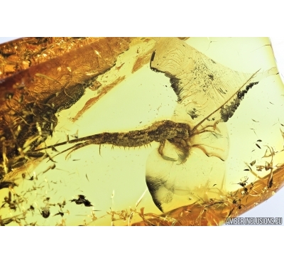 Bristletail Machilidae. Fossil insect in Baltic amber #7225