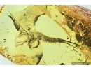 Bristletail Machilidae. Fossil insect in Baltic amber #7225