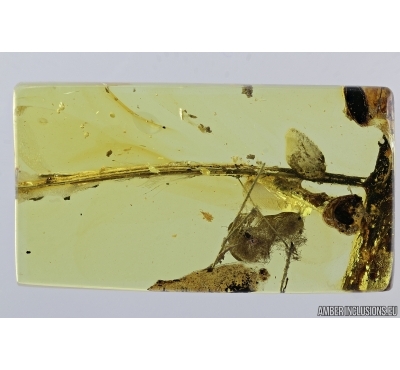 Plant and Mite, Bdellidae. Fossil inclusions in Baltic amber #7227