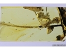 Plant and Mite, Bdellidae. Fossil inclusions in Baltic amber #7227