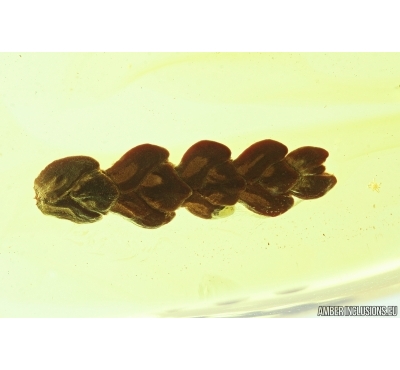 Plant, Thuja. Fossil inclusion in Baltic amber #7229